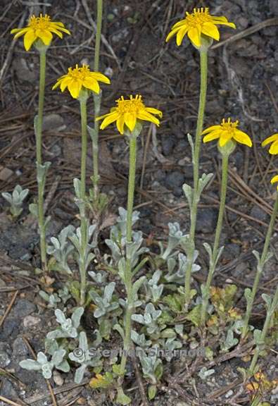 eriophyllum lanatum var integrifolium 4 graphic